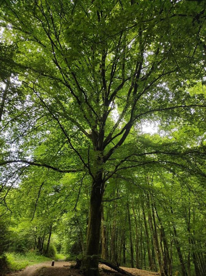 Appartamento La Lisière Revin  Esterno foto